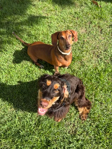 Hotel para cães - Hospedagem e creche para cachorros