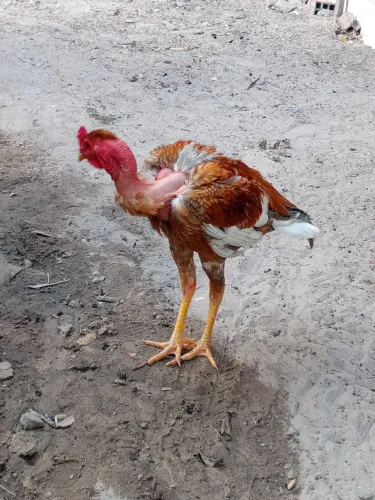 Vendo