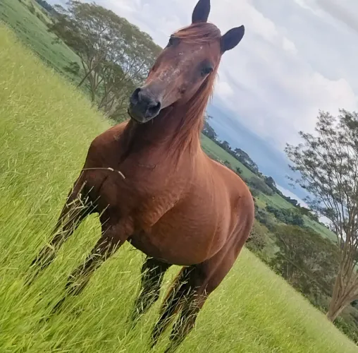 Vendo cavalo e charrete