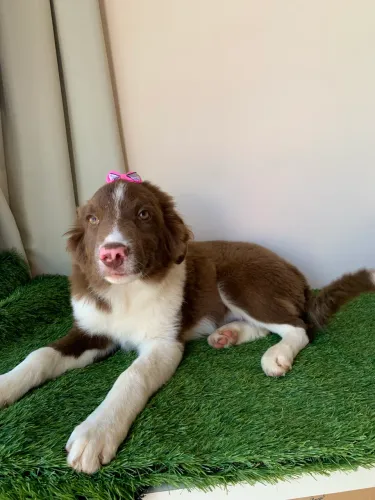 Borre collie fêmea