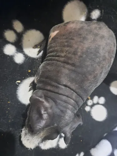 Porquinho da india raça Skinny marcação Ruão