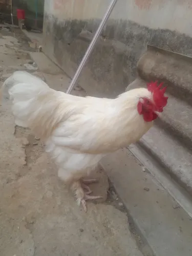 Galo Brahma R$100,00