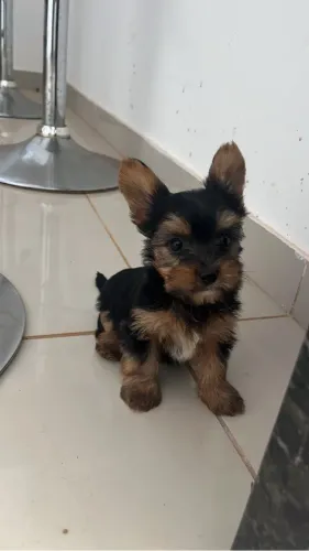 Yorkshire machinho