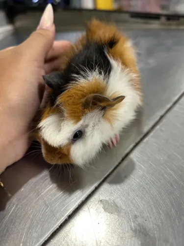 Porquinho da Índia filhote, tricolor 