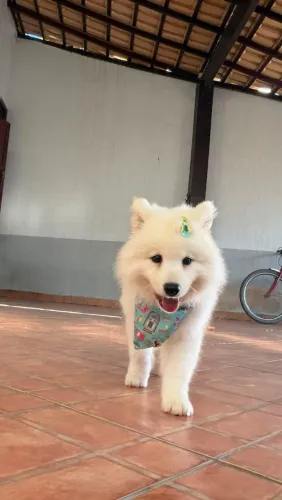 Femea samoieda 2 meses