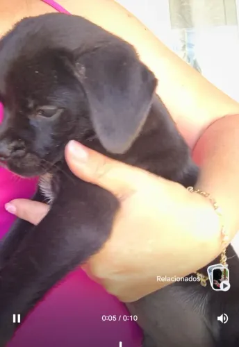 Procura se lar Pug preto mistura