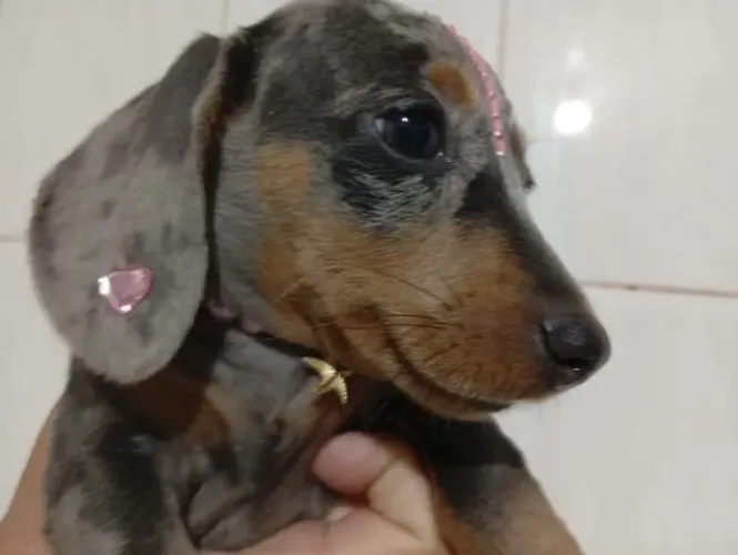 dachshund filhotes salsicha