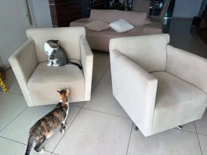 Poltronas giratórias 