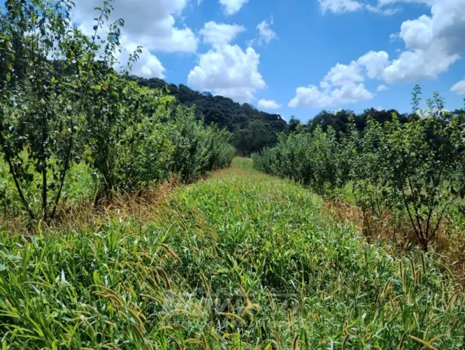 Chácara Galópolis Caxias do Sul