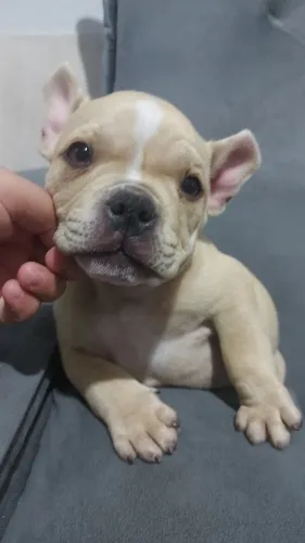 American bully micro macho 