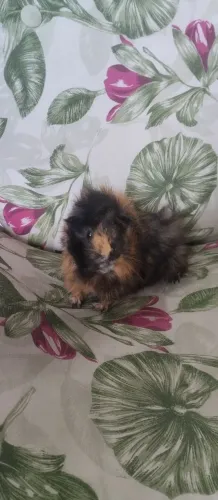 Filhotes de porquinho da índia