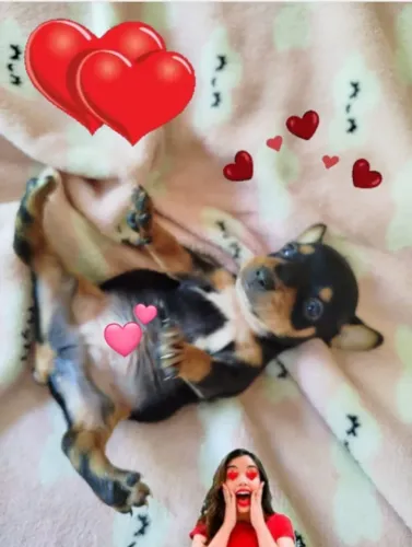 Pinscher 1 x 0 machinho