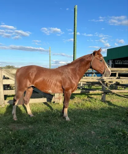 cavalo crioulo filho de buenaço da maior 