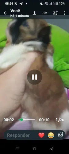 Filhote Shitzu machinho puro 45 dias 