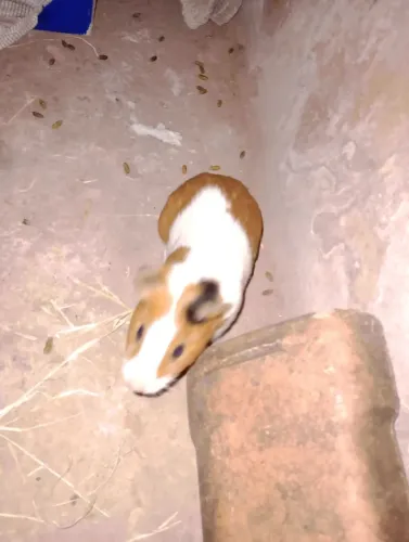 VENDO PORQUINHA DA ÍNDIA FÊMEA 