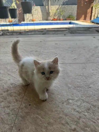 Lindo gato Mutikin