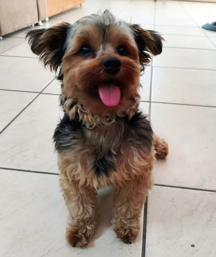 Yorkshire Terrier Macho ( Não é Mini )