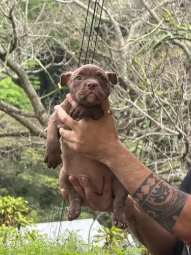 Linda filhota de América bully micro
