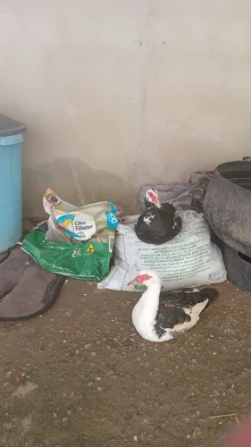 Patas a Venda entra em contato se tiver interesse 