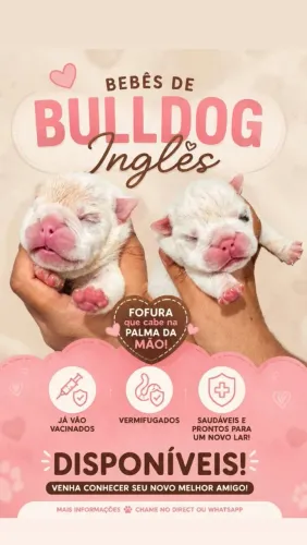 FILHOTE DE BULLDOG 