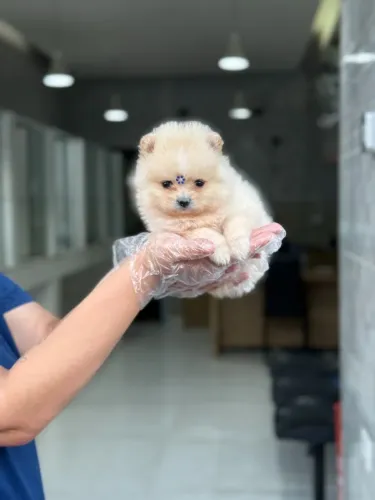 Spitz Alemão Anão: Fofura com Garantia em Contrato