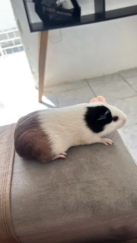 Porquinho da india