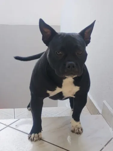American Bully