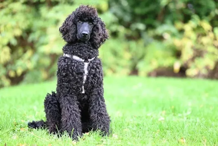 Poodle