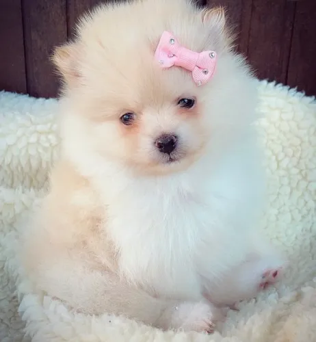 Lulu da Pomerania (Spitz Alemão Anão)