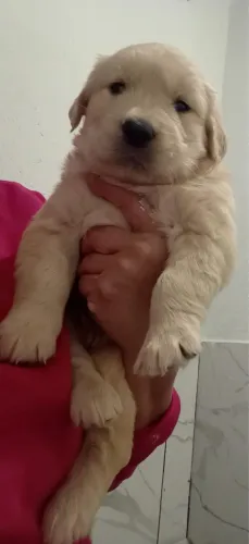 : Filhote de Golden Retriever - Companhia Perfeita para sua Família