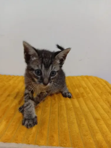 Filhotes de gato