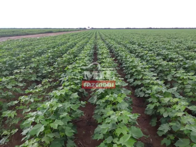 Fazenda Produtiva Oeste da Bahia - 12.930 Hectares.