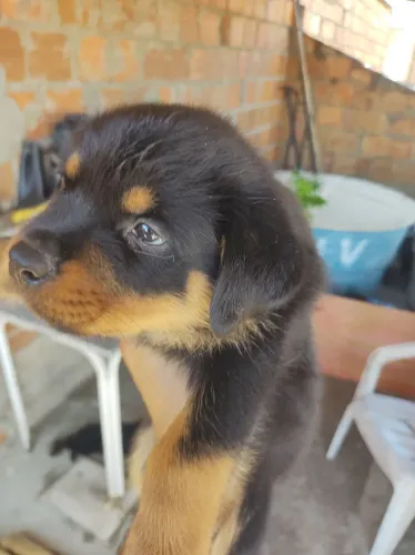 Rottweilers Alemães Cabeça de Touro!!!