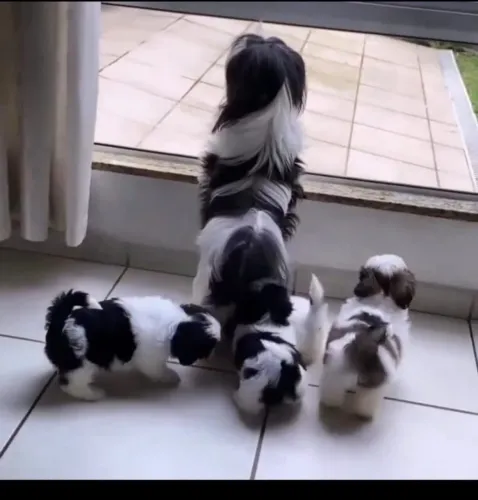 Lhasa apso cãozinho da sorte lindos filhotes