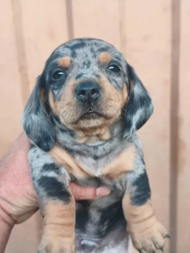 Basset