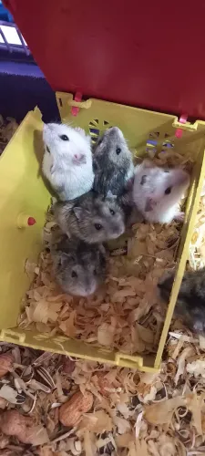 Ramister anão russo filhotes mansos 