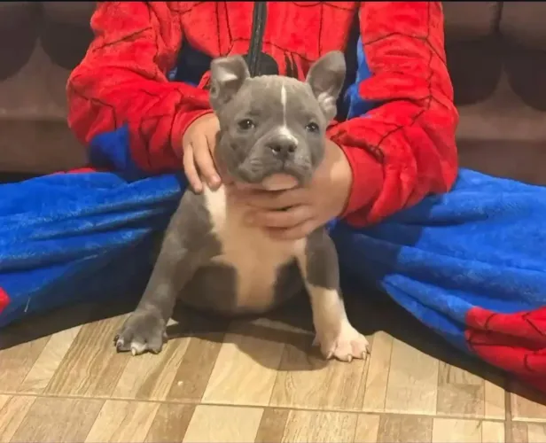 Filhote American Bully macho 