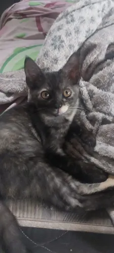 Gatinhos com 2 meses para adoção 