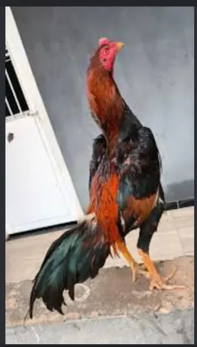 Galo novo