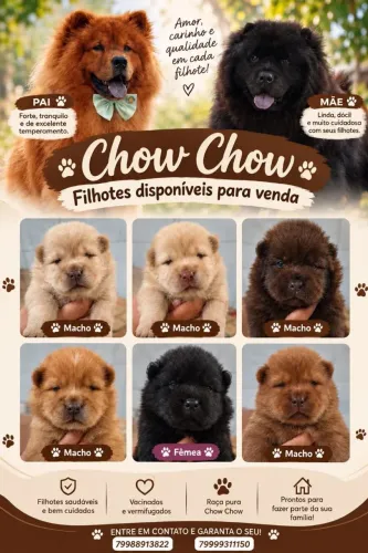 Filhotes de Chow Chow