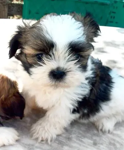 Lhasa Apso