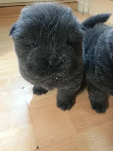 Chow Chow,Chow Chow Filhote Vacinado e Vermifugado
