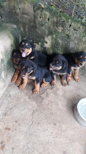 Seu Novo Rottweiler Está Aqui ? Confira a Disponibilidade