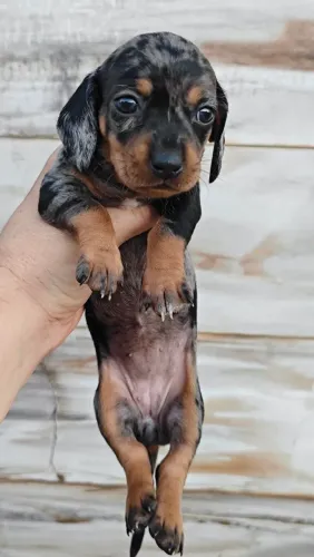 cofap , salsicha , daschshood , Basset disponíveis fêmea e macho