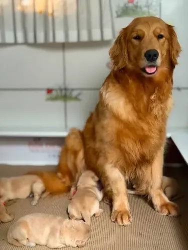 DOAÇAO GOLDEN RETRIEVER
