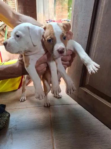 Vendo pit bull