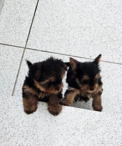 Filhote de Yorkshire Terrier Padrão Mini