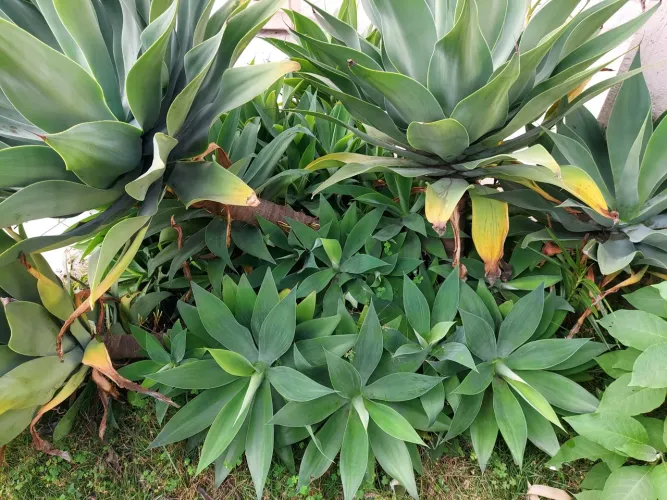 Lote de Agave Atenuata (Agave Dragão)