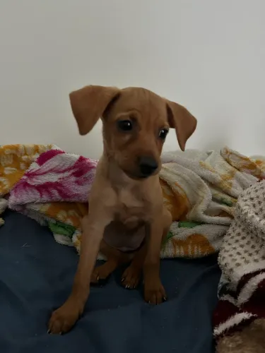 VENDO CACHORRA FILHOTE PINSCHER N01