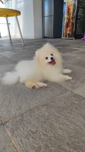 Lulu da Pomerânia anão fêmea/ Spitz
